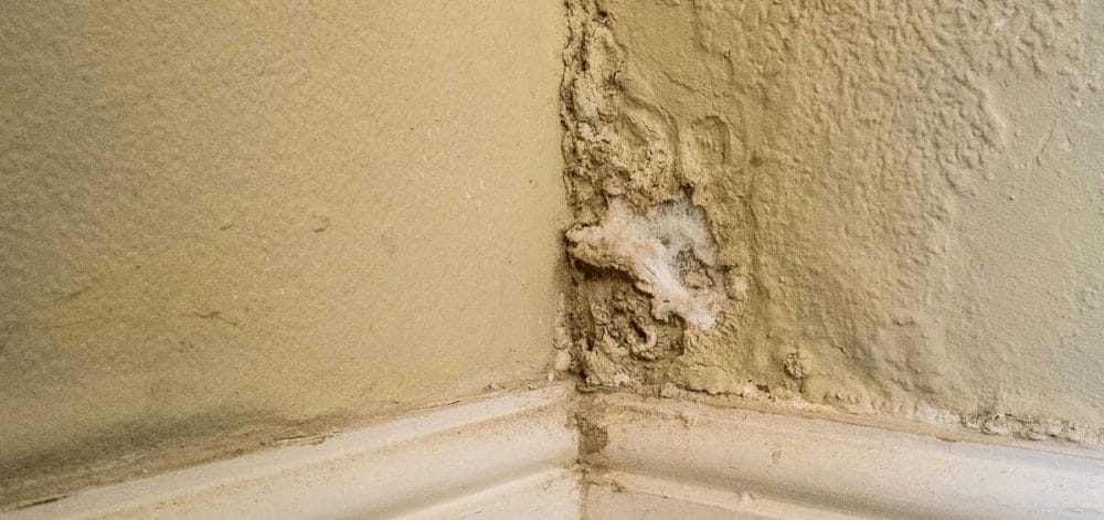 رطوبة الجدران والعفن المنزلي: الأسباب، التأثير، طرق العلاج